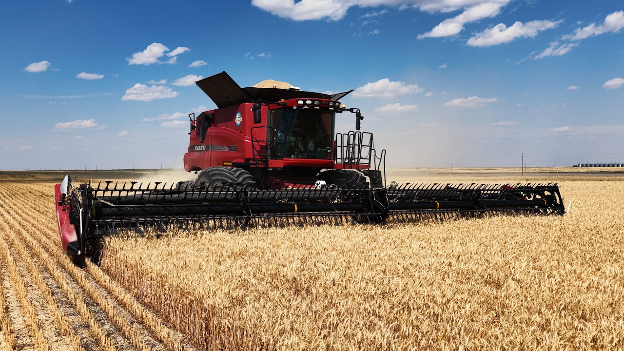 1st Day of Harvest! BIG YIELDS! 