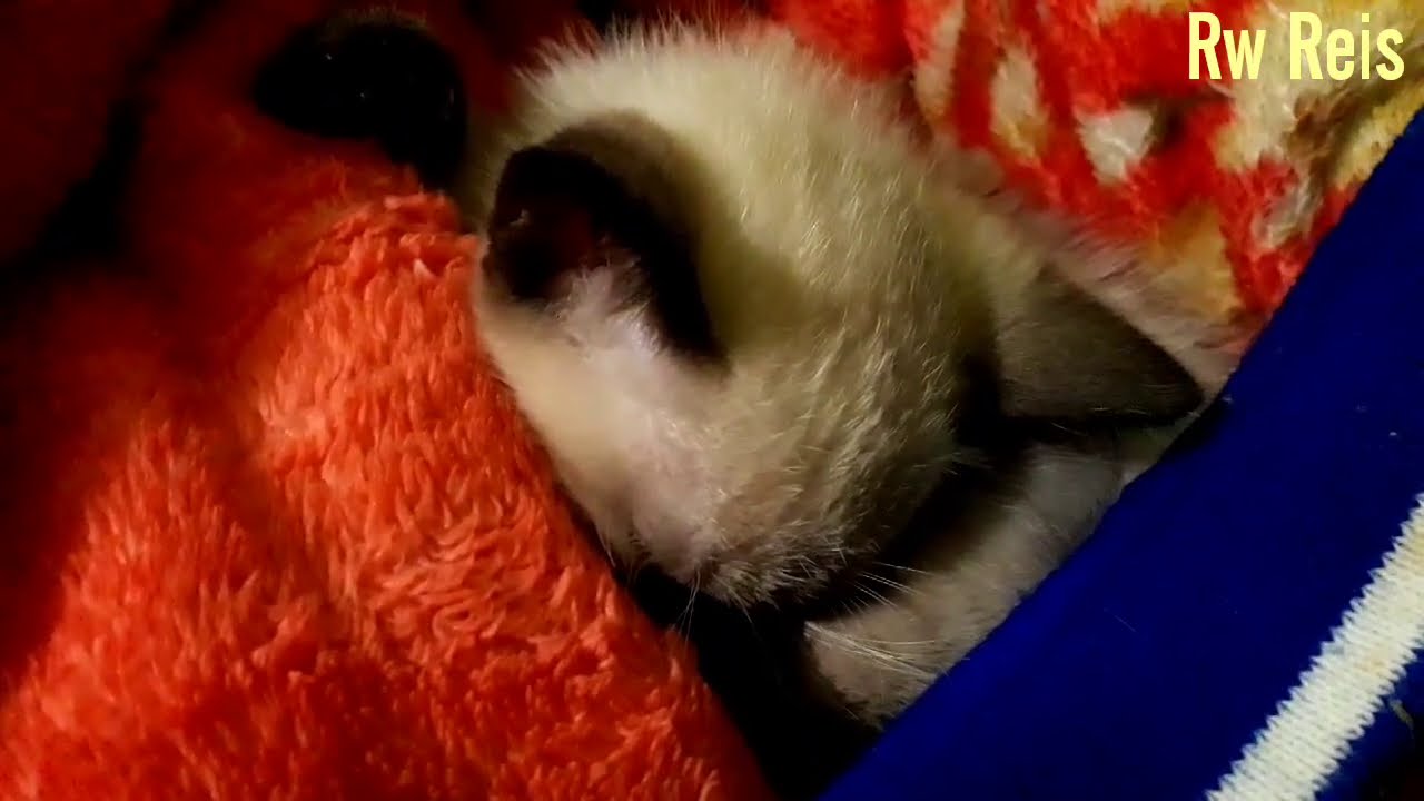M&uacute;sica para gato dormir