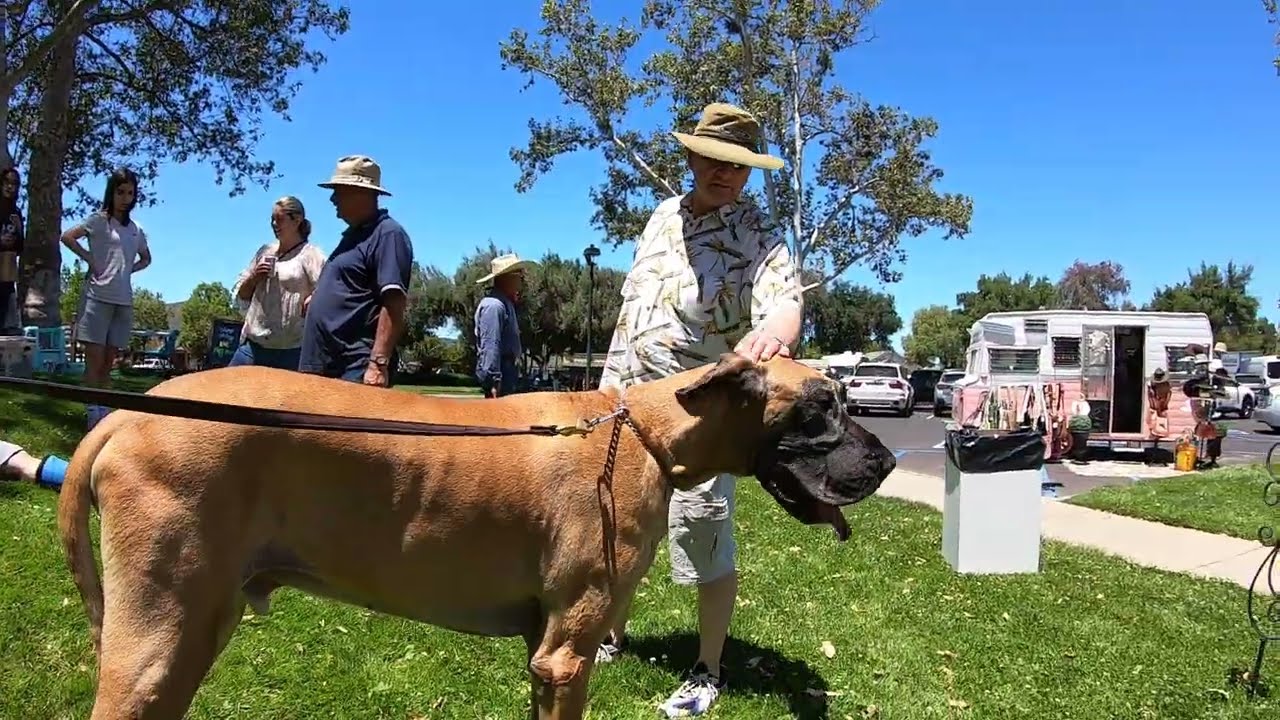 Cash 2.0 Great Dane at a vintage collectibles swap meet in Solvang (3 of 3)