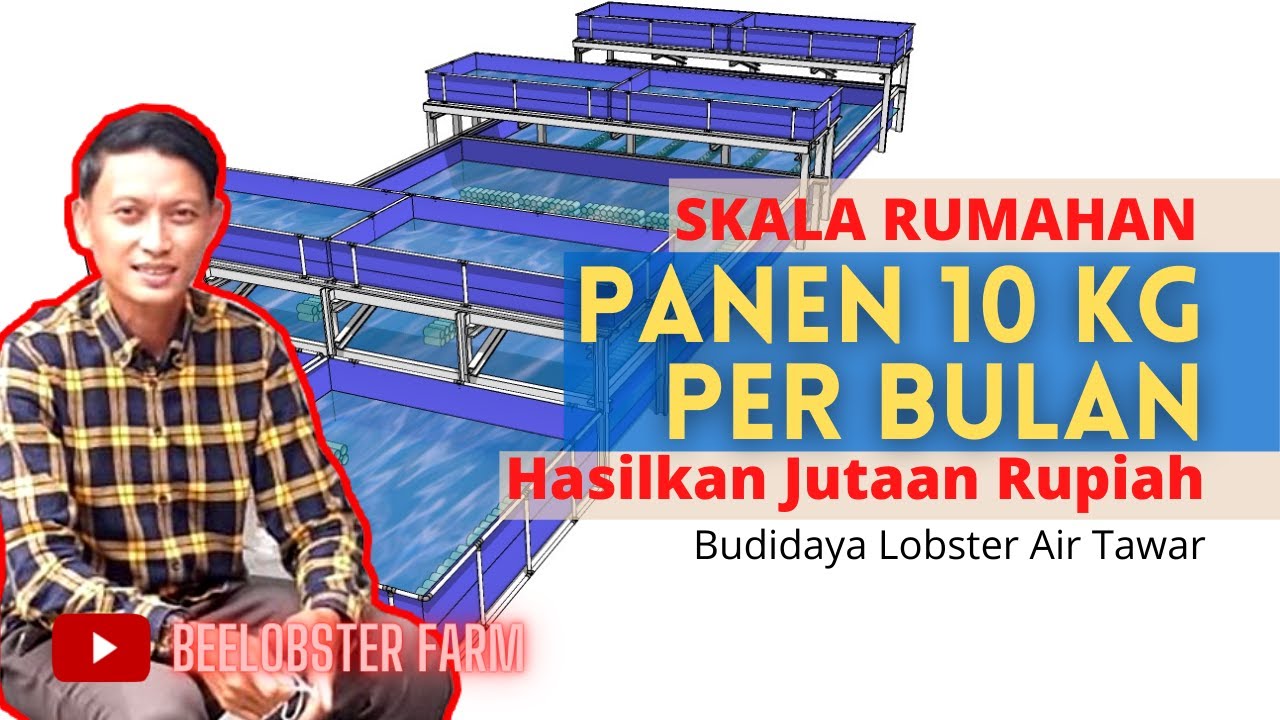 CARA MENCAPAI PANEN 10 KG PERBULAN LOBSTER AIR TAWAR SEBAGAI USAHA SAMPINGAN