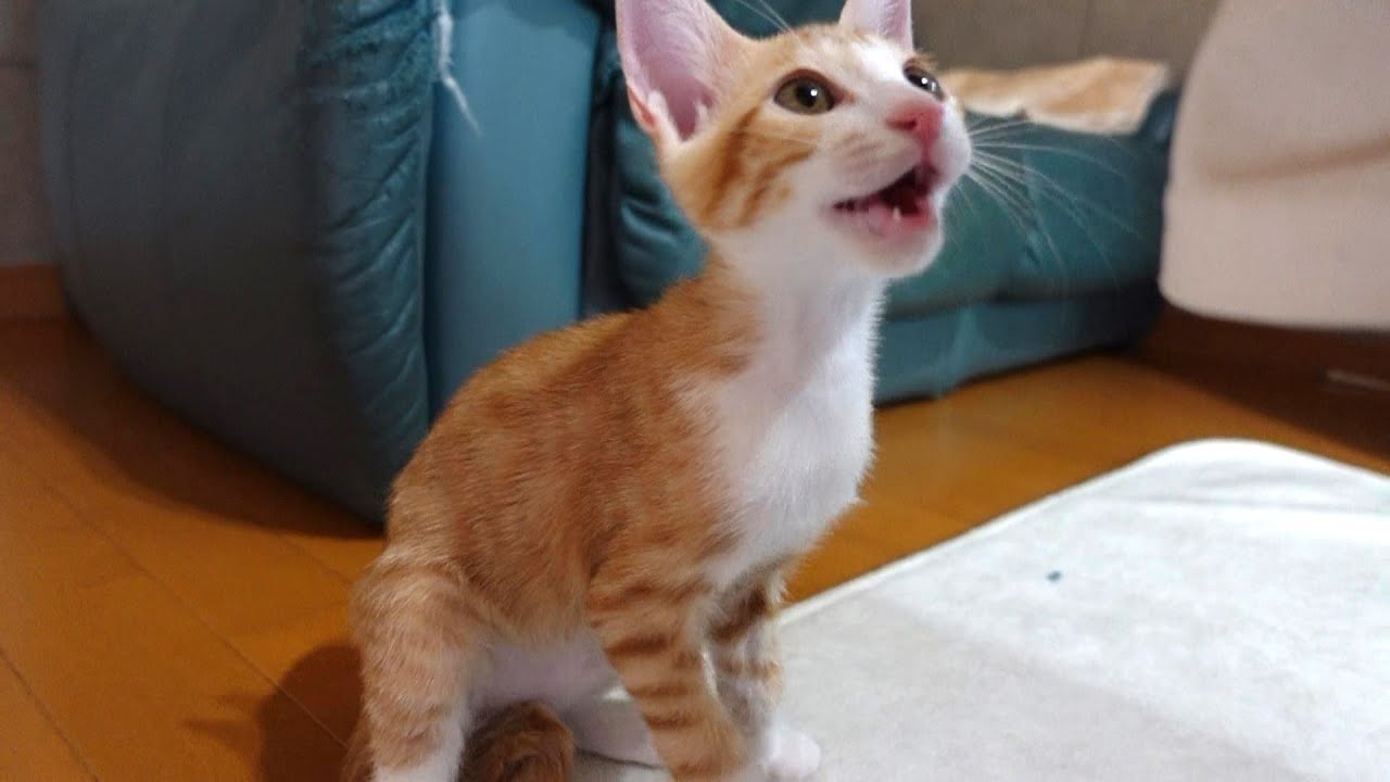 食後「ごちそうさま！」の報告は欠かさない子猫