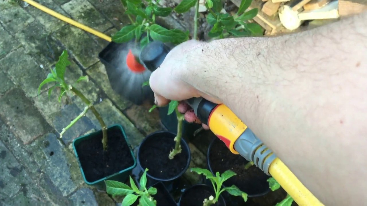 Propagating Brugmansia from cuttings (angels trumpet) UK