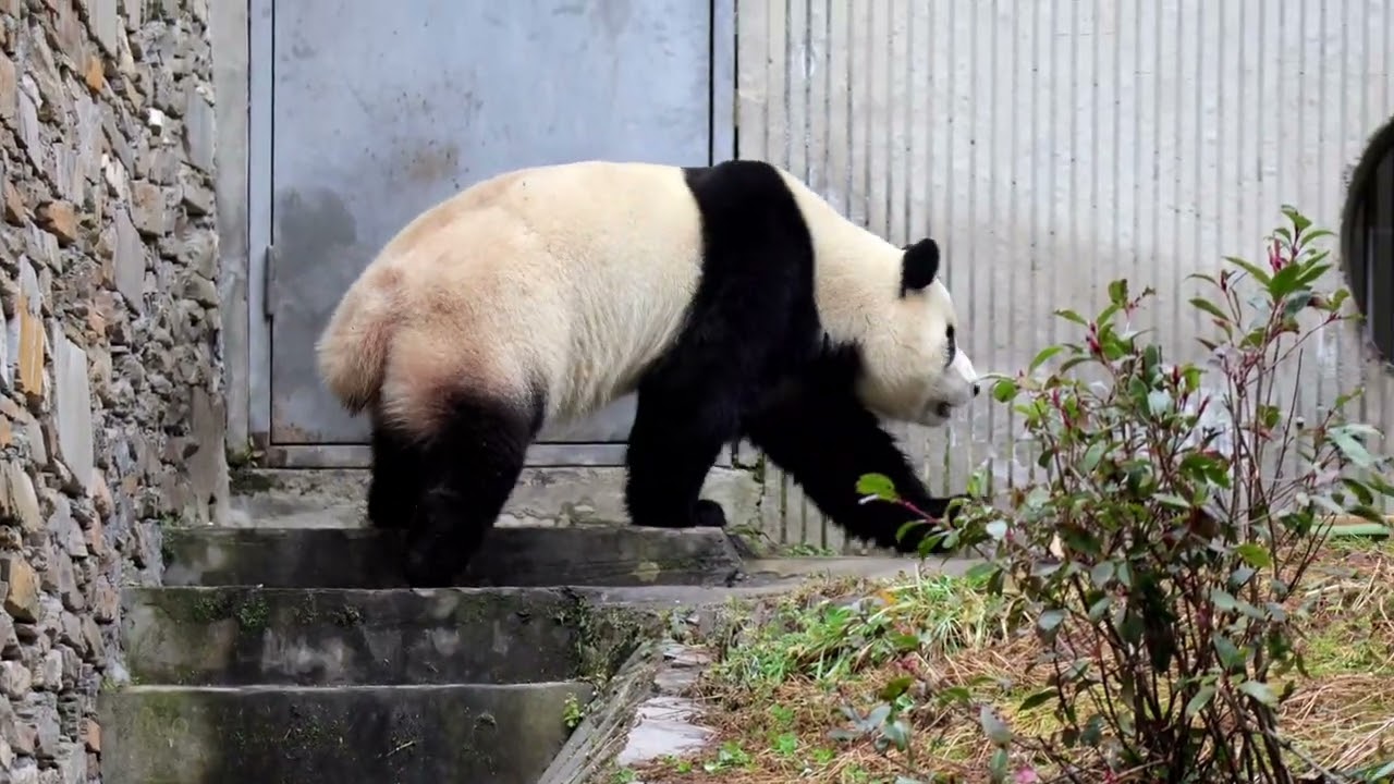25.12.31 소심하게 구르는 푸 #fubao #푸바오 #panda 
