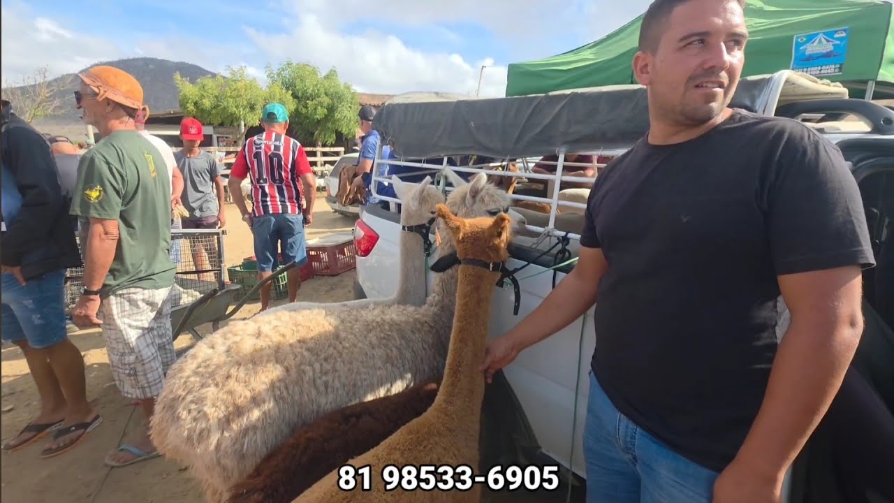 FEIRA DE ANIMAIS DA VILA JERIMUM T.N-PE 18/01/2026 PARTE 3