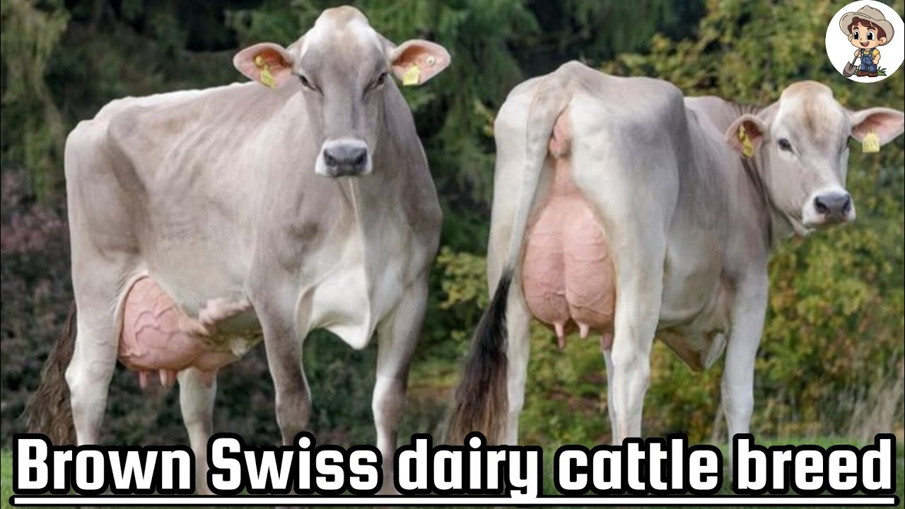 Brown Swiss dairy cattle breed: Production and elegance in a single breed