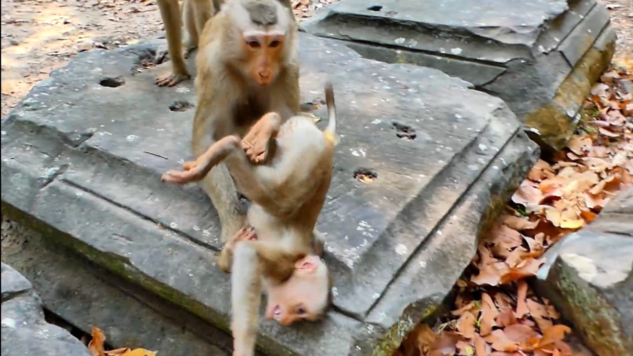 Reaction of Monkey didn't want to give Kid to stay around Luna  !