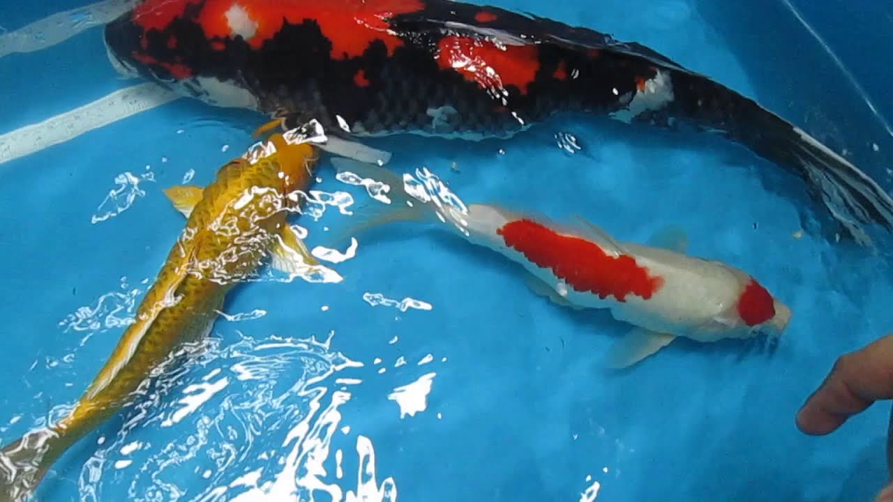 TIPS HOW TO DETERMINE THE KOI FISH'S GENDER AND HOW TO HOLD A BIG KOI. CHECK THIS OUT!