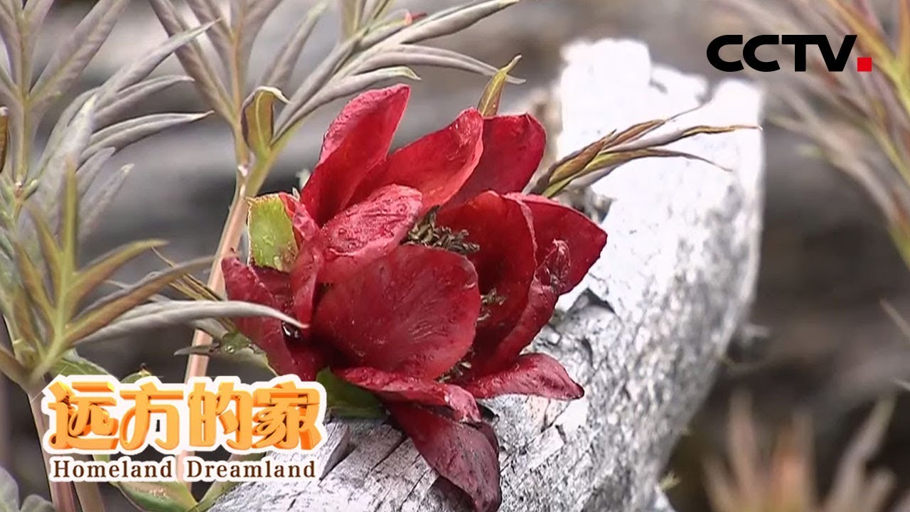 《远方的家》世界遗产在中国 三江并流&mdash;&mdash;秘境花园 20200407 | CCTV中文国际