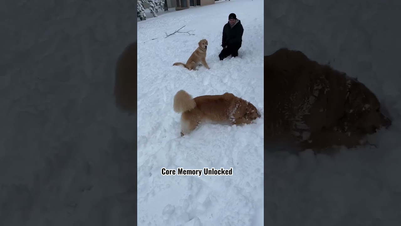 Snow day with my dogs! #goldenretriever