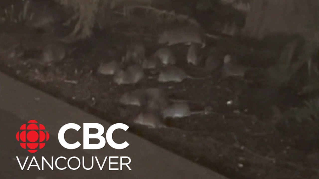 Did banning rat poison cause a boom in Vancouver's rat population?