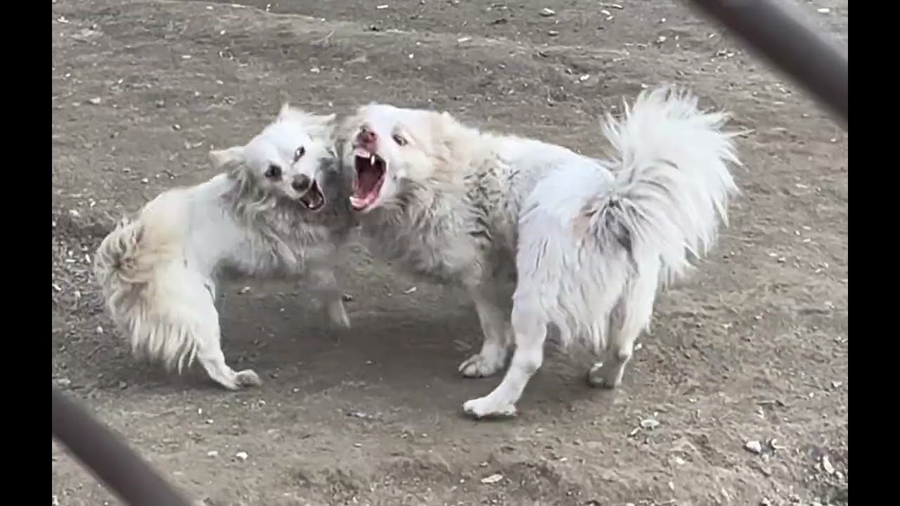 Two Funny Dogs Arguing 🐶😂 | Cute Dog Talk | Miny Tiny