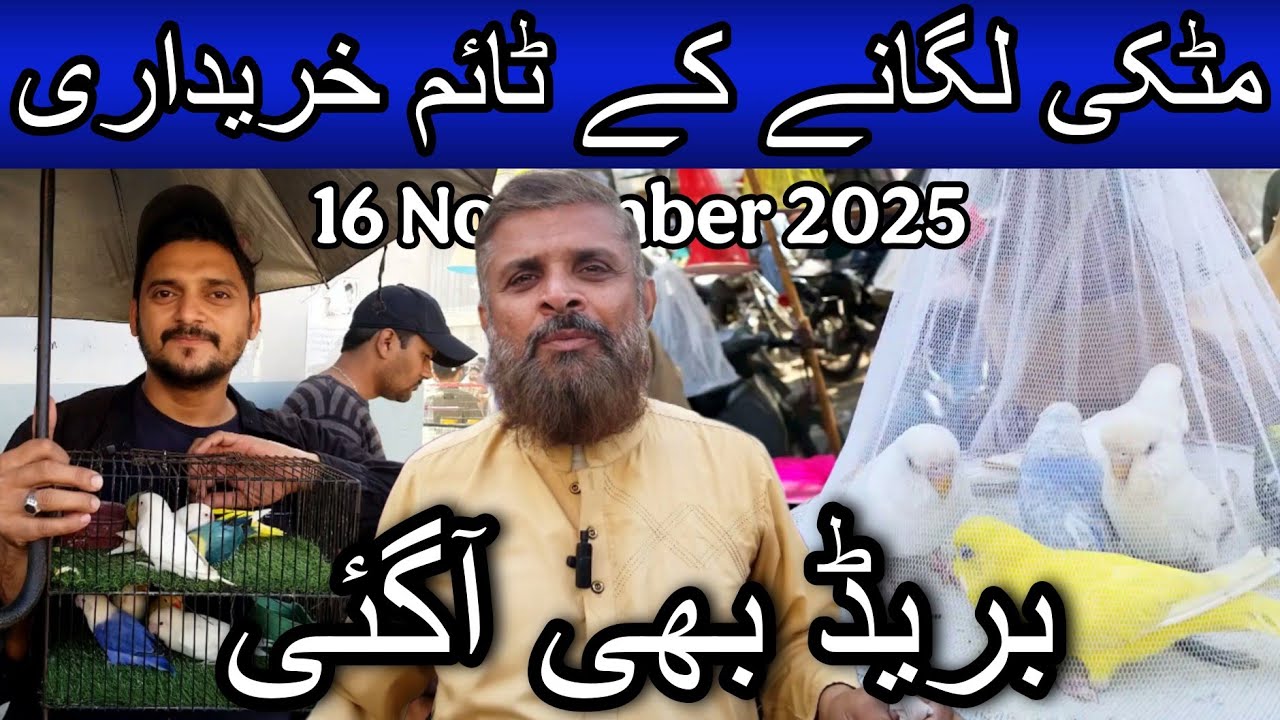 Lalukhet birds market part 2 16 November 2025 | Cheapest price birds market in Karachi Pakistan