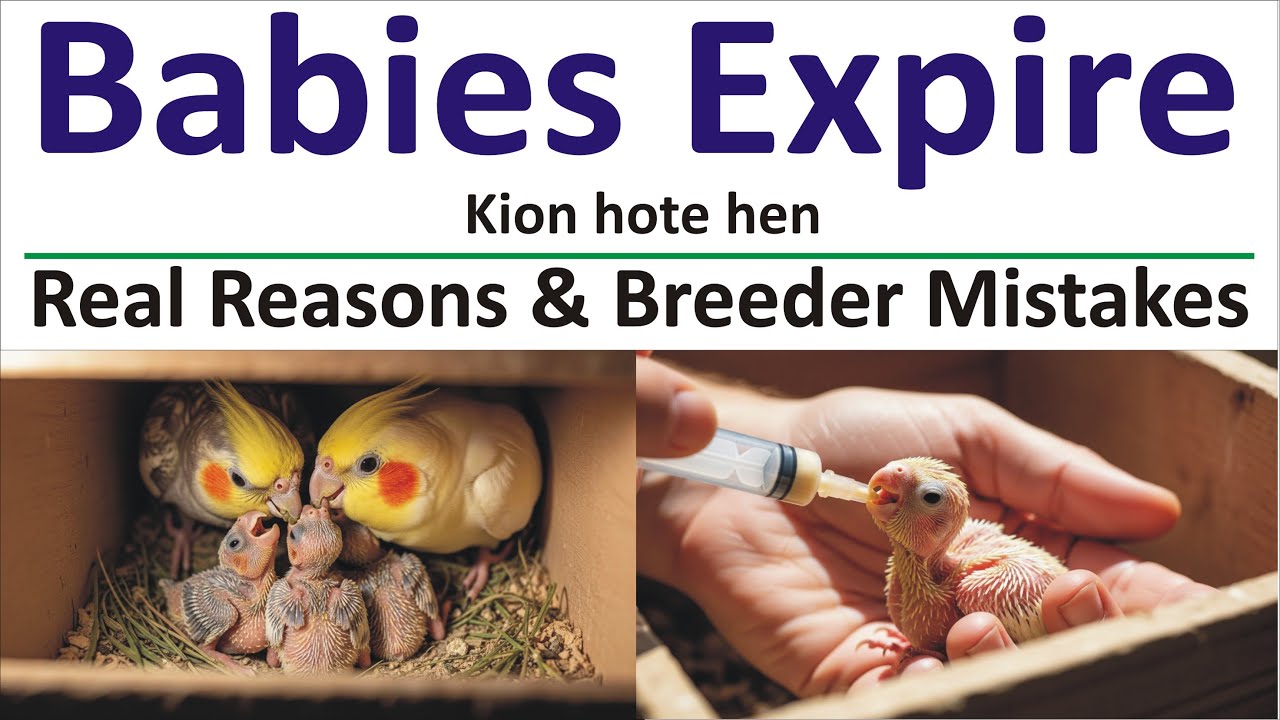 Cockatiel ke Babies Expire Kion Ho Jate Hen | Real Reasons & Breeder Mistakes