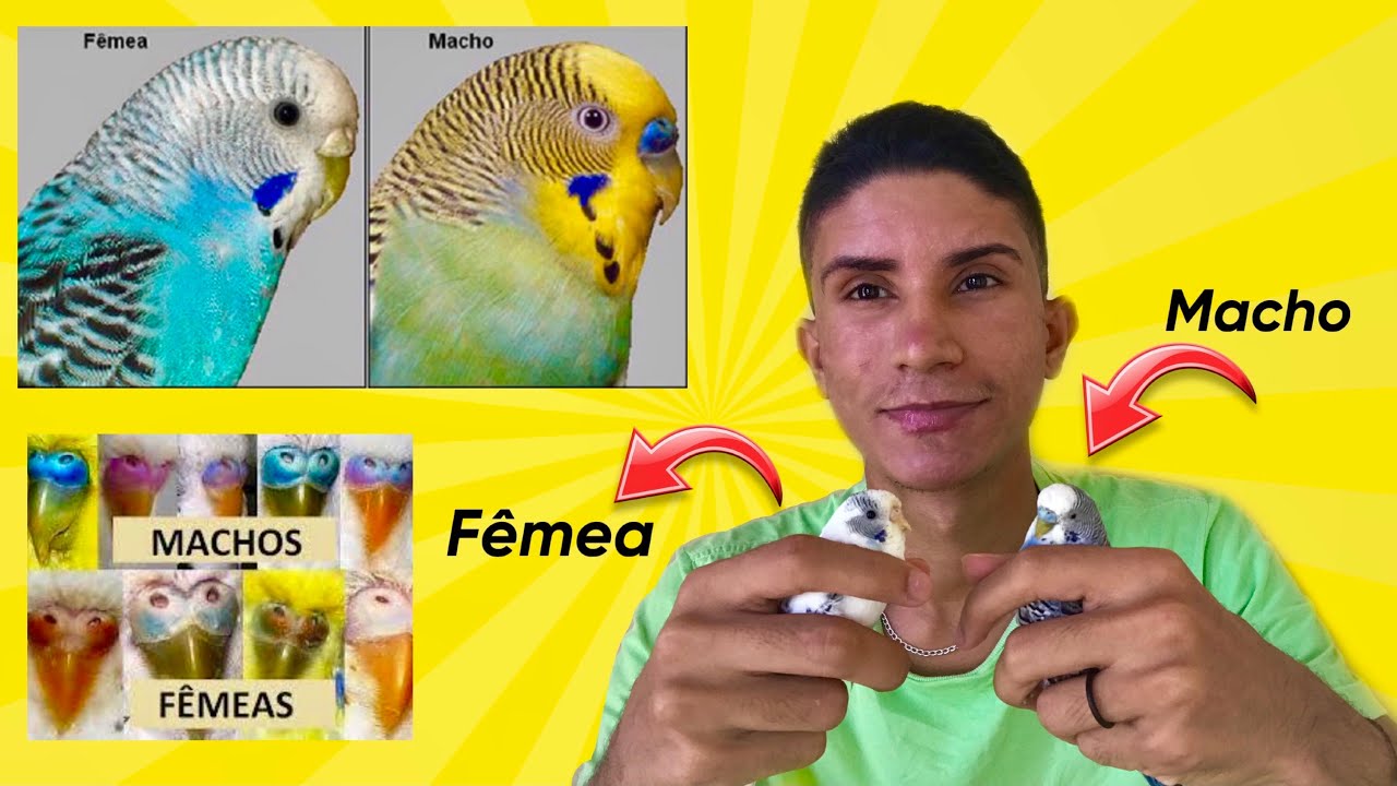 COMO IDENTIFICAR SE SEU PERIQUITO AUSTRALIANO E MACHO OU FÊMEA ? #periquitosaustralianos