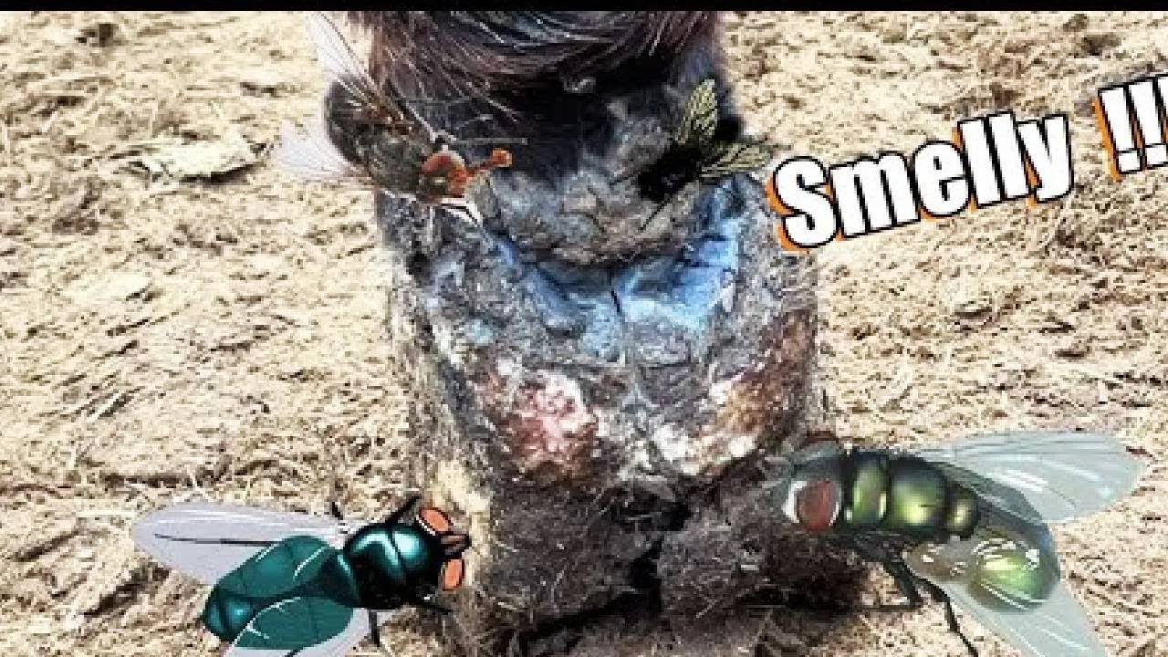 The most perfect donkey hoof cutting collection丨ASMR丨Donkey hoof cutting sound