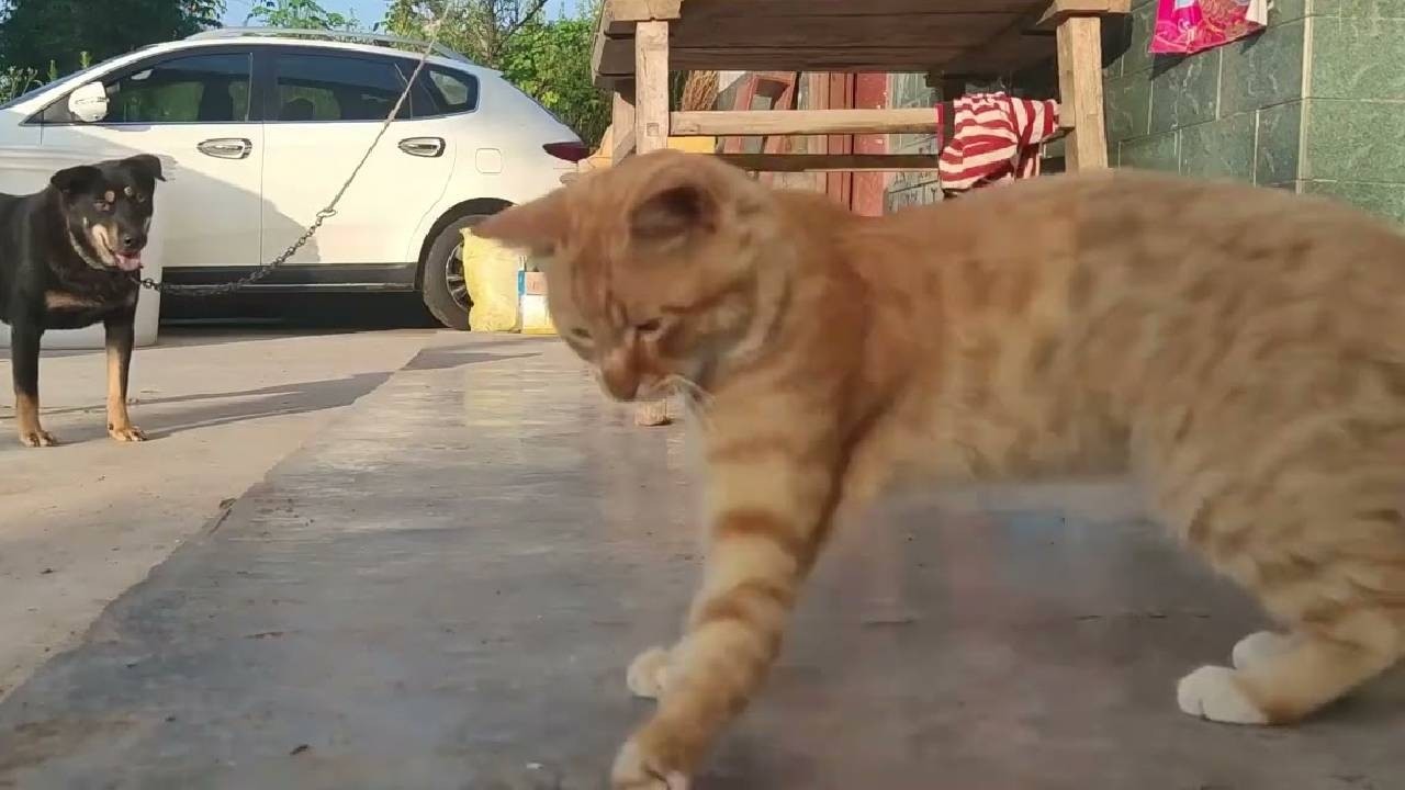 家里新来小猫疯狂挑衅狗子，狗子脾气也太好了吧！