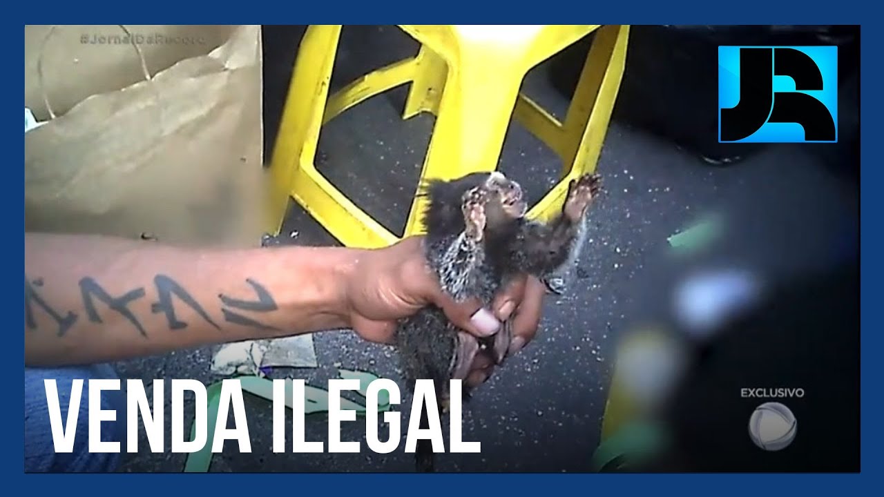 Exclusivo: aves e até macacos são vendidos em feira ilegal de animais silvestres em SP