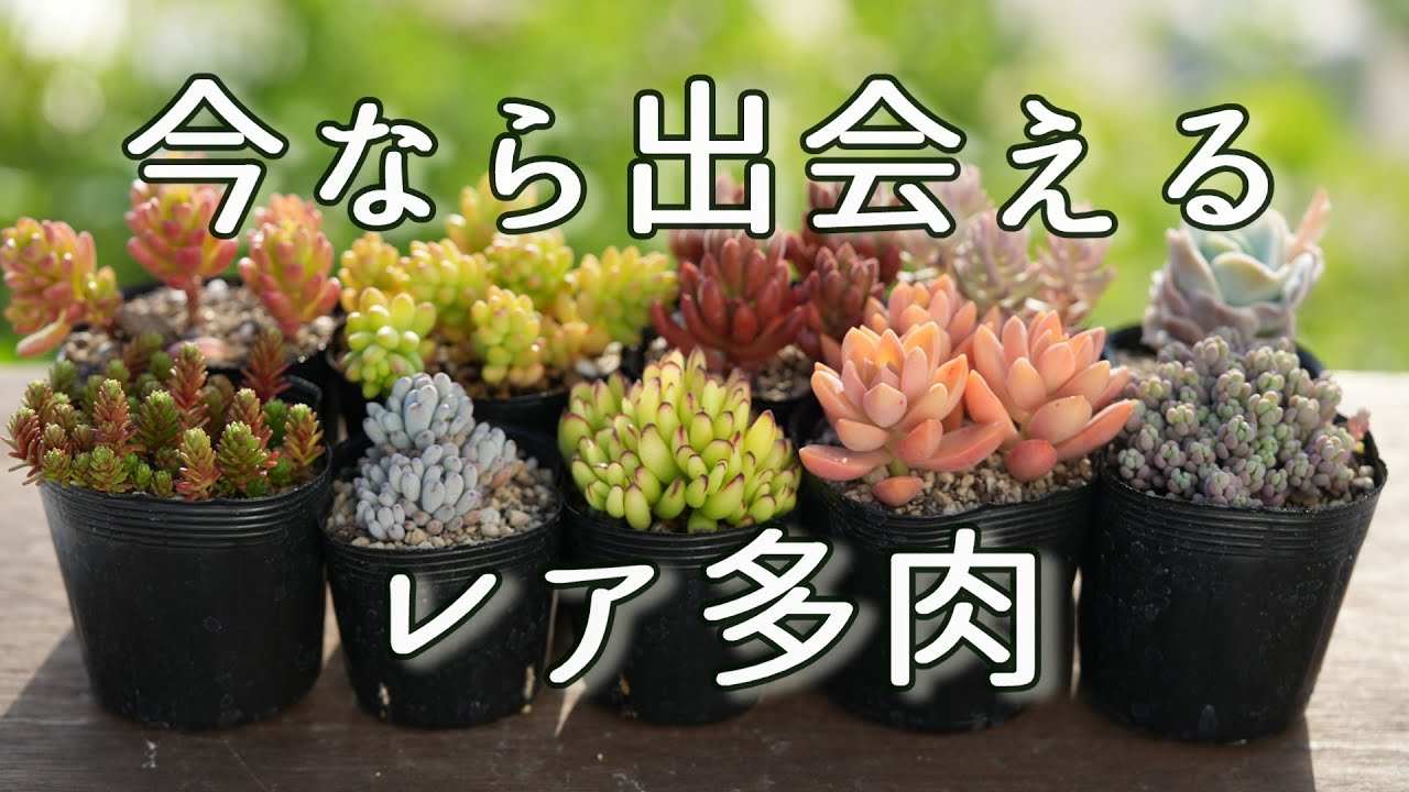 #540【出会ったら即買い】育てて楽しいお宝多肉。