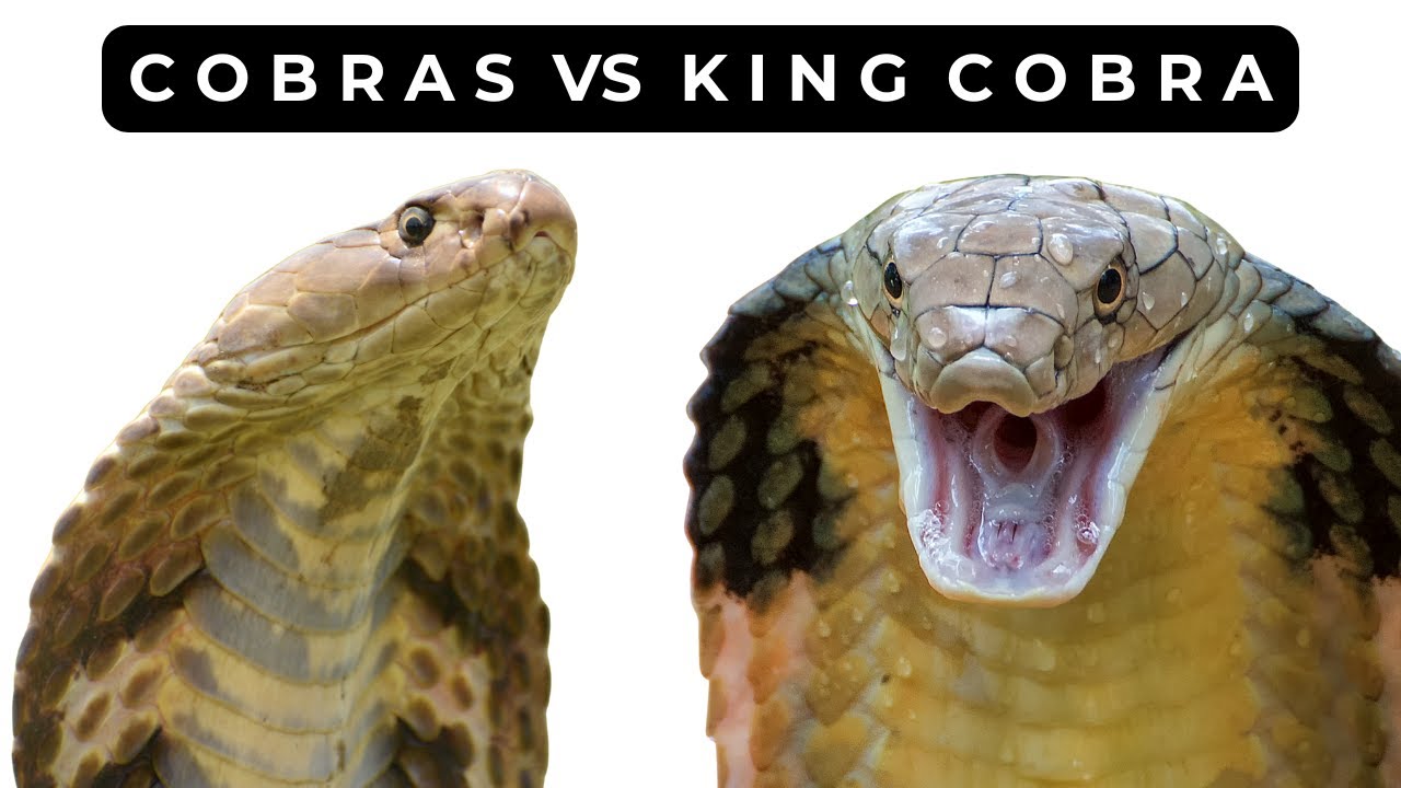 The King Isn’t a Cobra! How to Tell in 8 Minutes