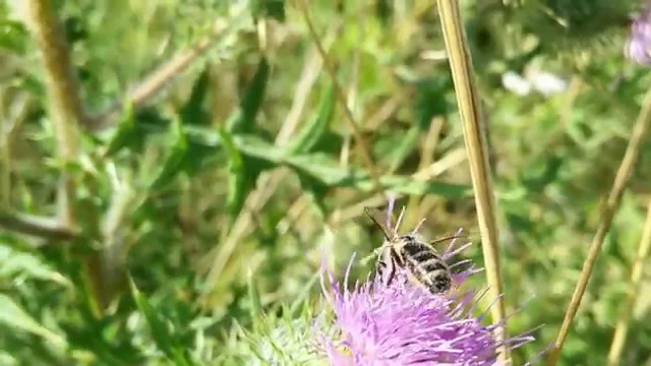 Pszczoła miodna (Apis mellifera) 60 fps