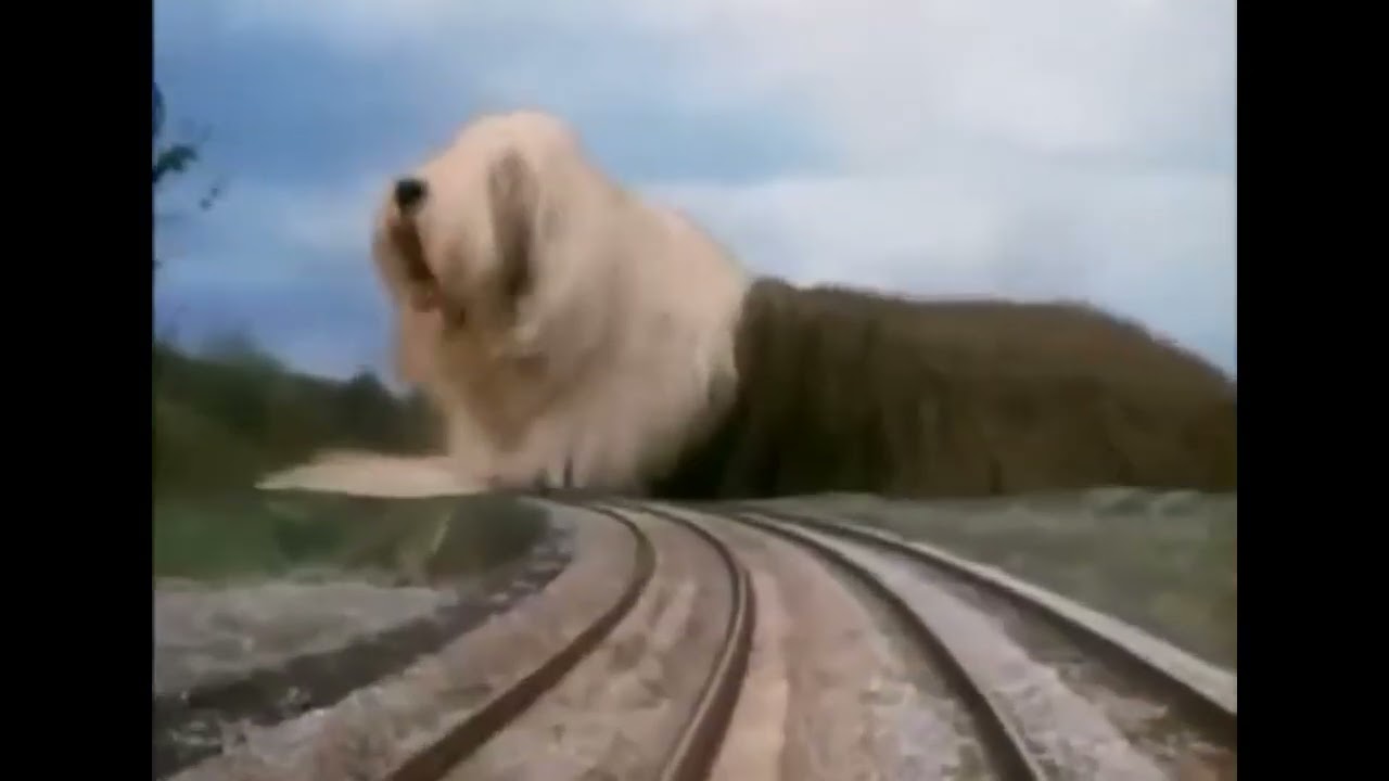 clips of digby, the biggest dog in the world
