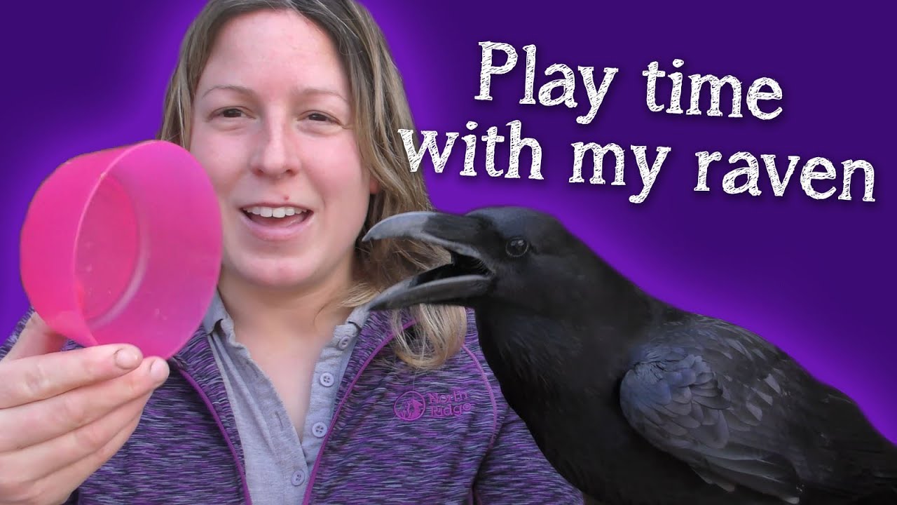 Fable the Raven | Время поиграть и отдохнуть