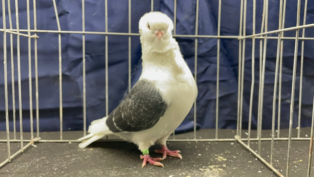 Bird Show - Great Western Pigeon show 2024