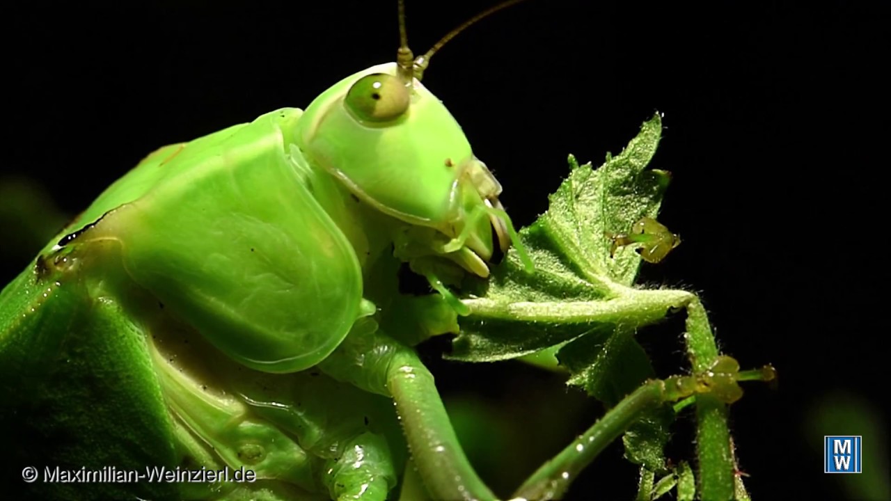 Cuban Katydid Leaf bug eating