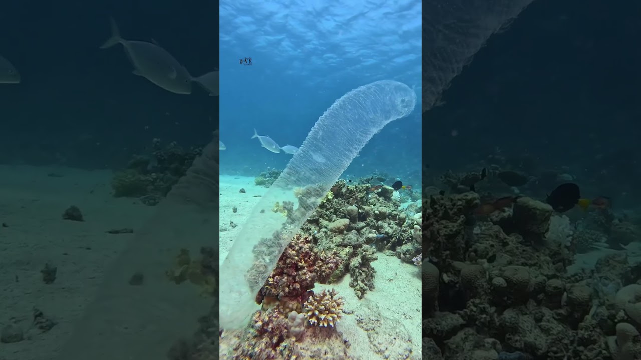 Pyrosomes are one of the strangest inhabitants of the underwater world #Pyrosomes #zooid #single