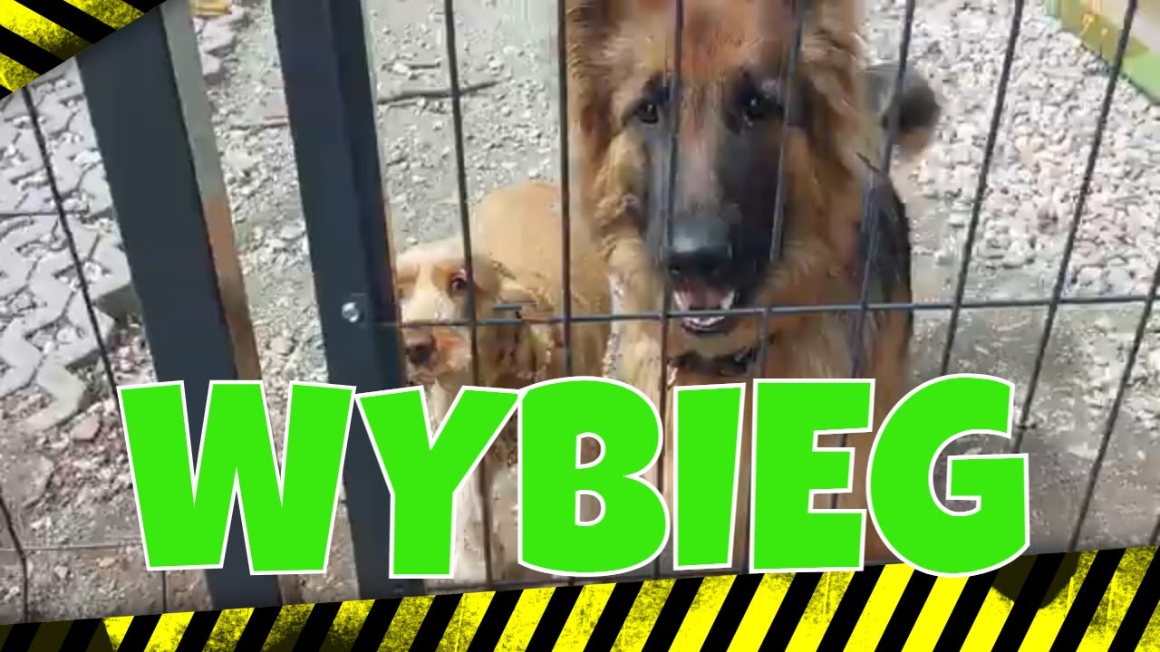 Jak Zbudować Wybieg Dla Ps&oacute;w