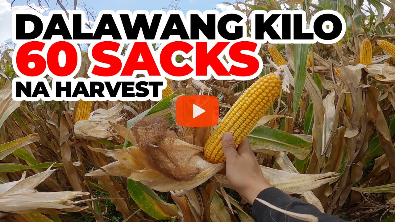 PAANO MAG HARVEST NG MAIS | CORN HARVESTING