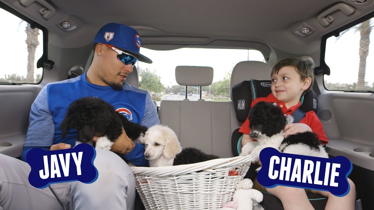 Javy Báez Answers Questions with Puppies | Cubs and Pups