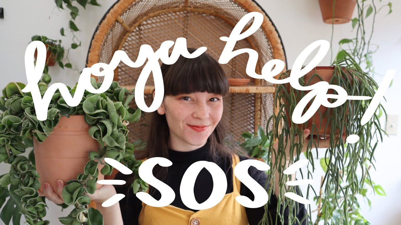 Plant Clinic Ep 4 | Troubleshooting Hoyas & Hoya Care Guide