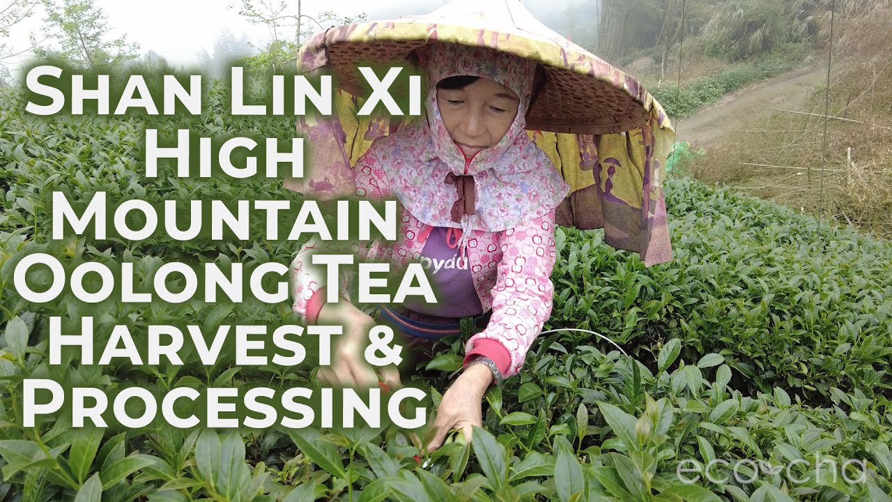 Shan Lin Xi High Mountain Oolong Tea Harvest and Processing Spring 2021 | Eco-Cha Teas