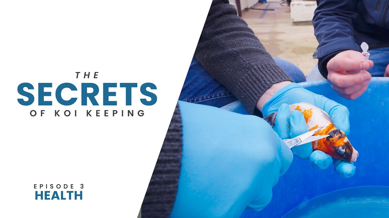The Secrets Of Koi Keeping | Episode 3 | Health