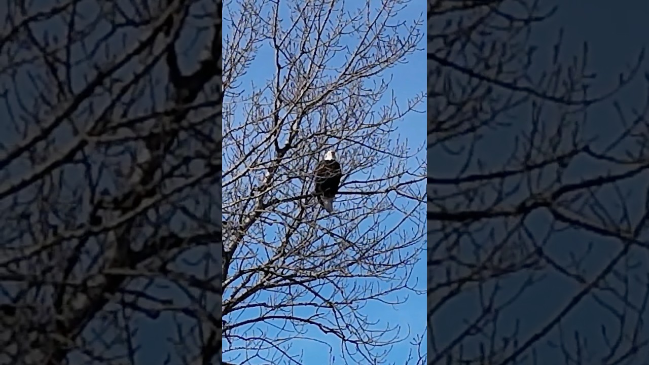 Approaching an Eagle High in a Tree #natureathome #eagle #quadcities