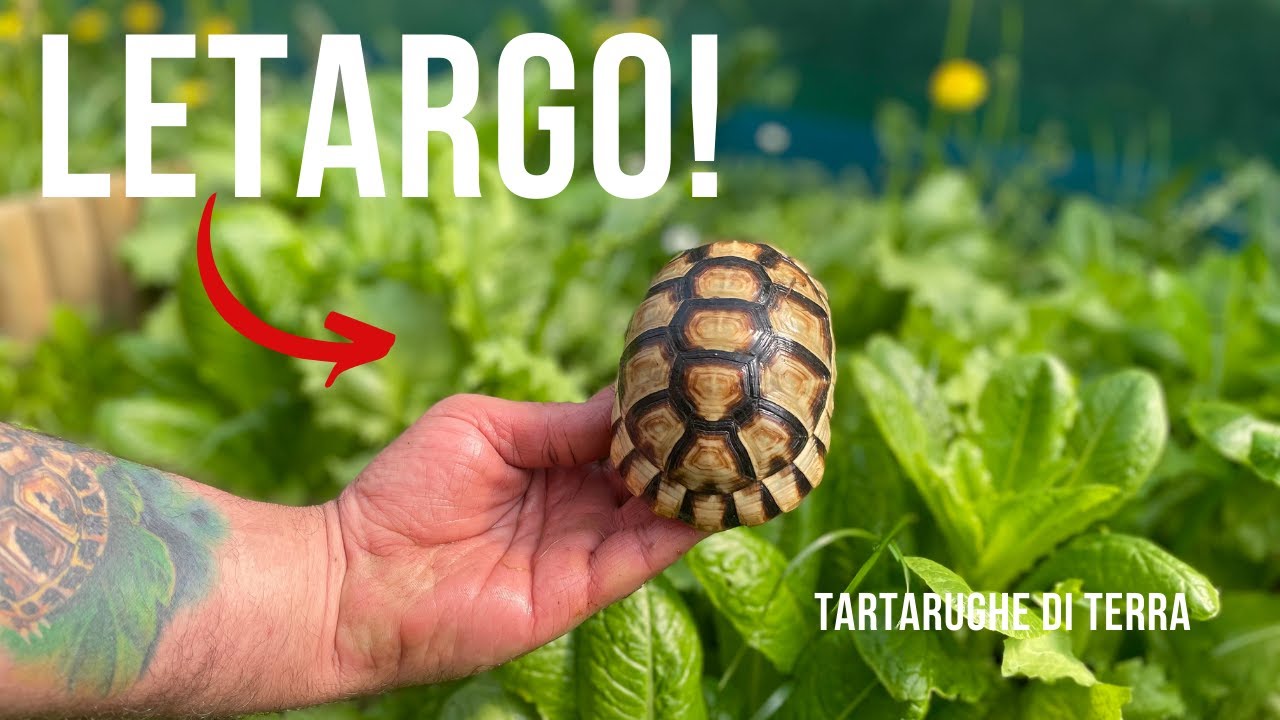 LETARGO TARTARUGHE DI TERRA con TartaItaly | *Undici Giga*