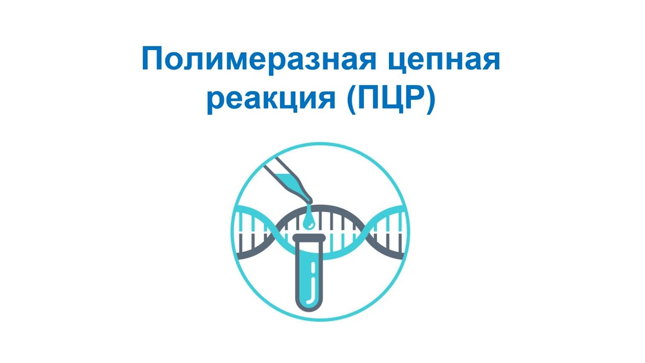 ПЦР - полимеразная цепная реакция. Центральная догма молекулярной биологии. Часть 5