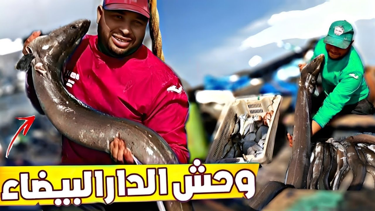 كفاح البحار: صيد وحش اسماك ، سمك الفرخ او الصنور 🐟🐟في أعماق البحر 🌊 حصيلة ممتازة أجواء صيفية 🌞