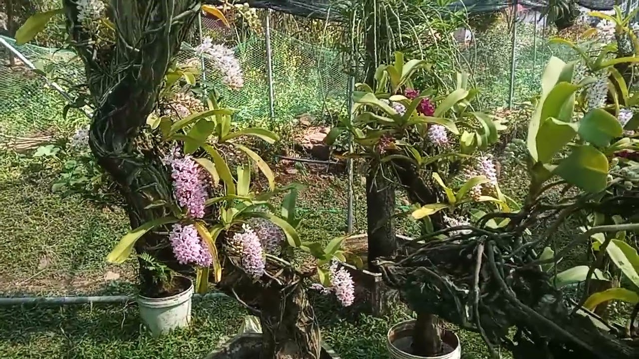 Ngày nắng đẹp,thơm mùi tết quá rồi 