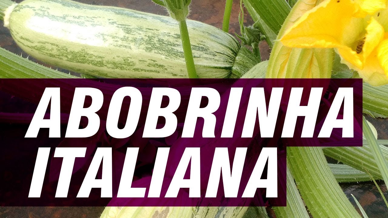 Abobrinha Italiana: do plantio à colheita