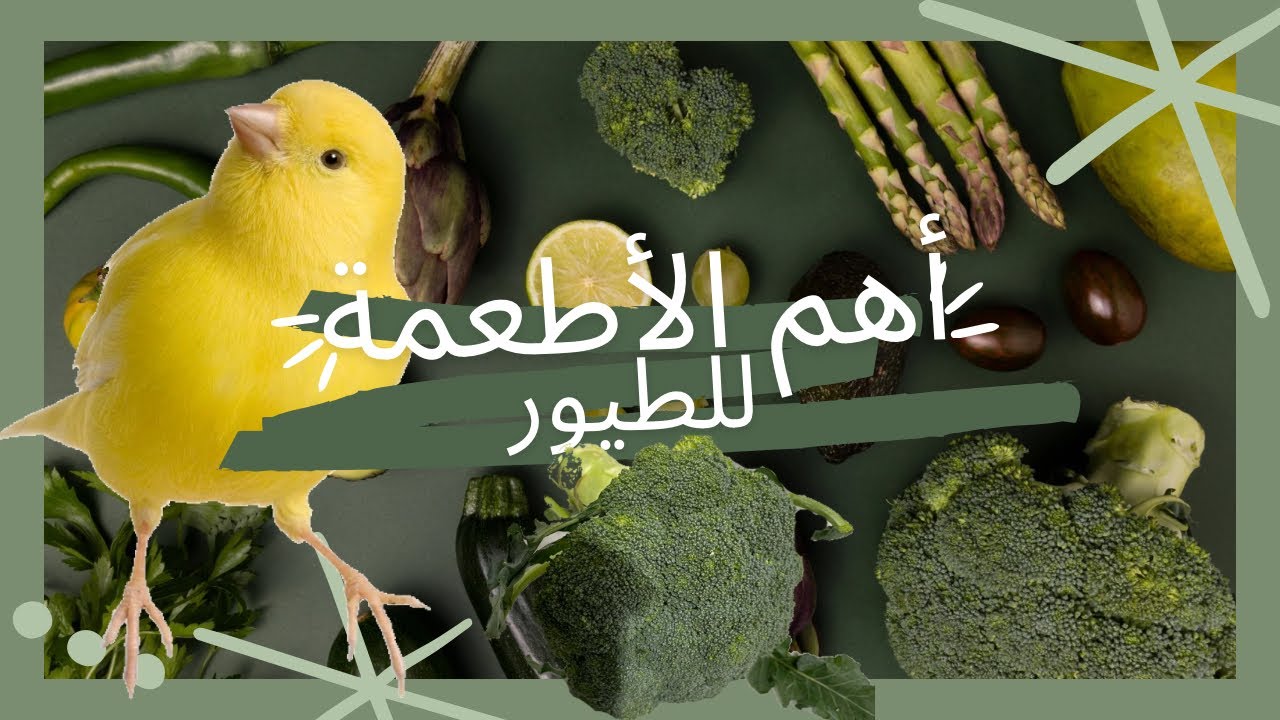 فوائد البروكلي للطيور الكناري و الحسون