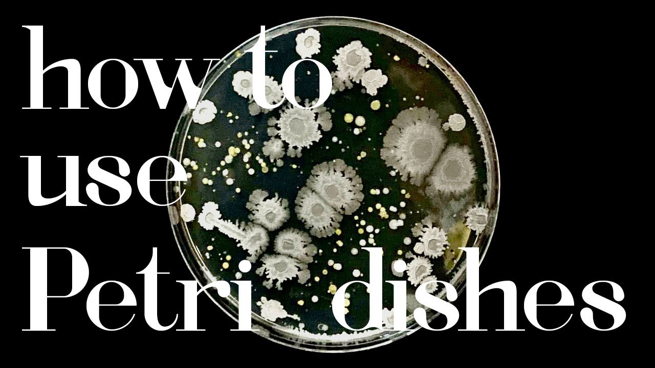 how to use Petri dishes at home