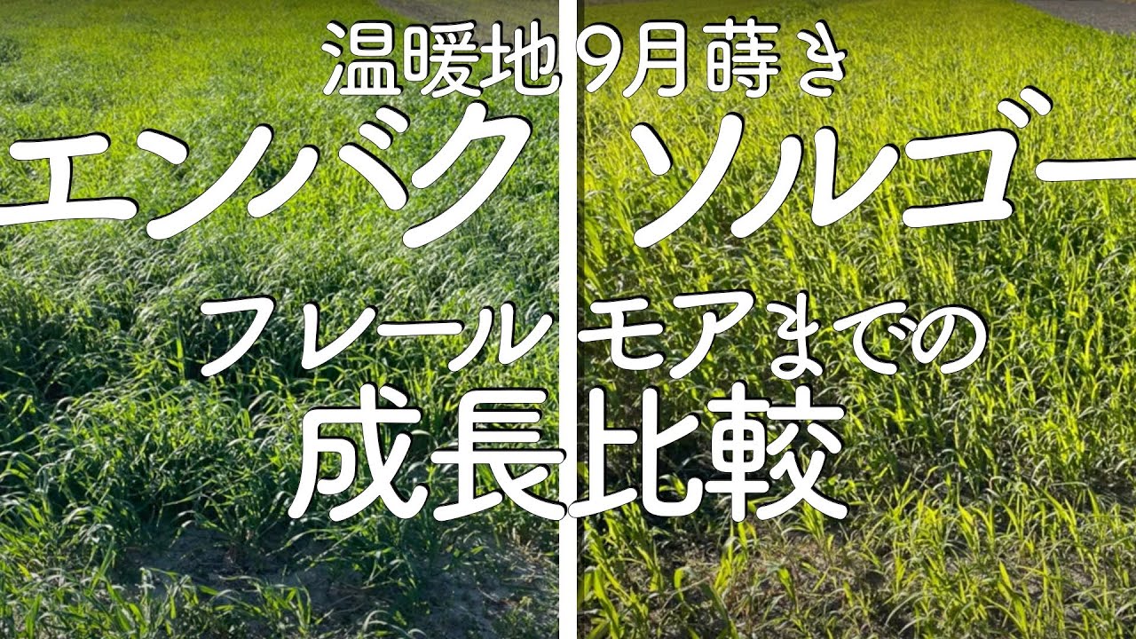 [緑肥]ソルゴーとエンバクの成長比較[フレールモア]