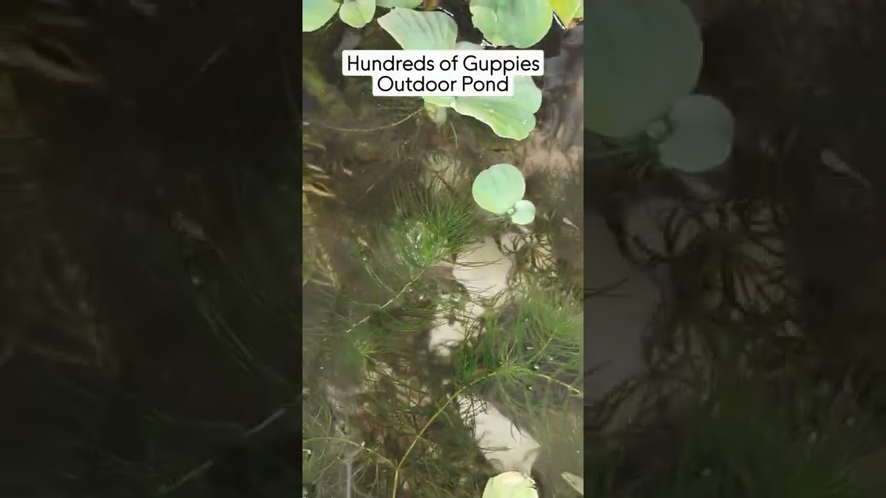 Hundreds of Guppies and Guppy Fry in an Outdoor Pond #guppyfry #burayak #fishpond #guppypond #guppy