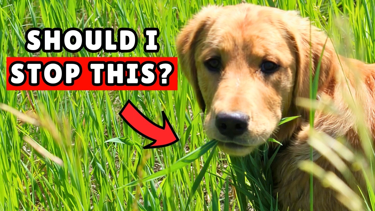 Why Your Dog Eats Grass (And When You Should Worry)