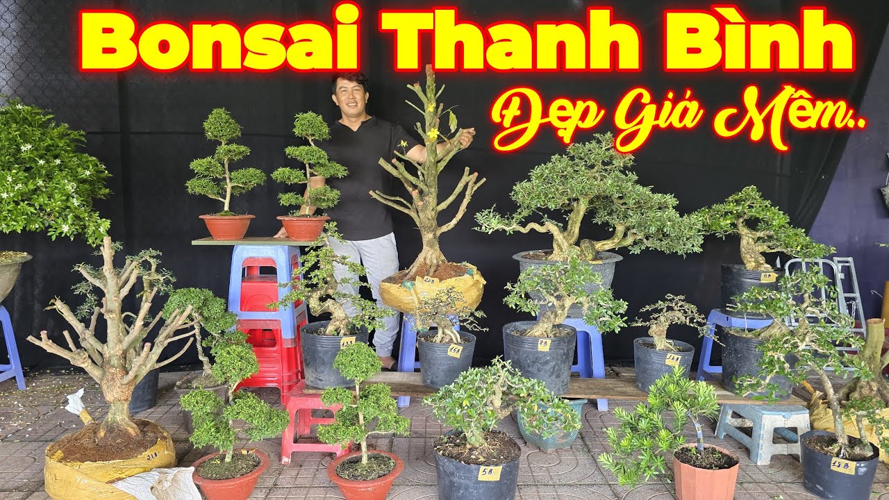 MR BÌNH | #0939442212 | GIÁ RẺ NHIỀU CÂY THÀNH PHẨM ĐẸP MCT TRUNG NU, SAM TRÁI, LINH SAM, ME, MAI...