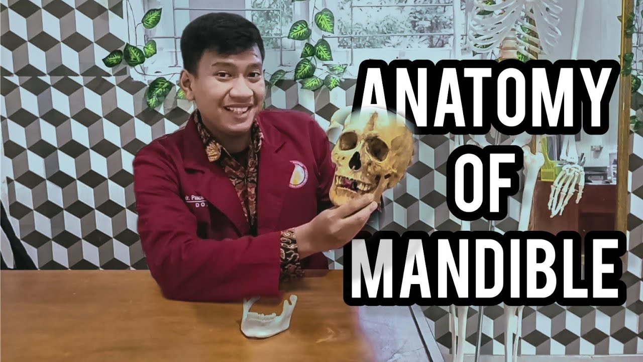 Anatomi os mandibula