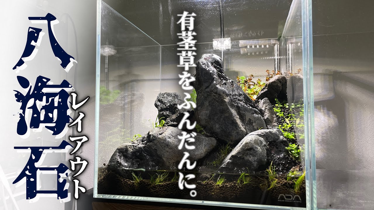 八海石３０キューブ水槽に有茎草を植栽！/アクアリウム/岩組レイアウト/水草水槽