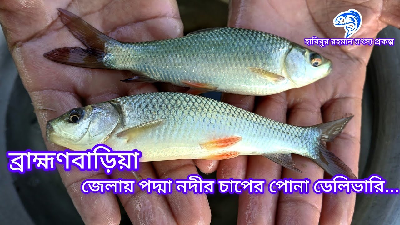৩৯২.. ব্রাহ্মণবাড়িয়া জেলায় পদ্মা নদীর চাপের পোনা ডেলিভারি। 